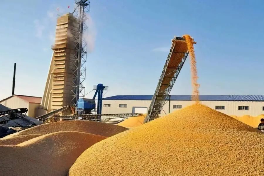 国家粮库近1000万公斤玉米被盗卖，够400万人吃5天！