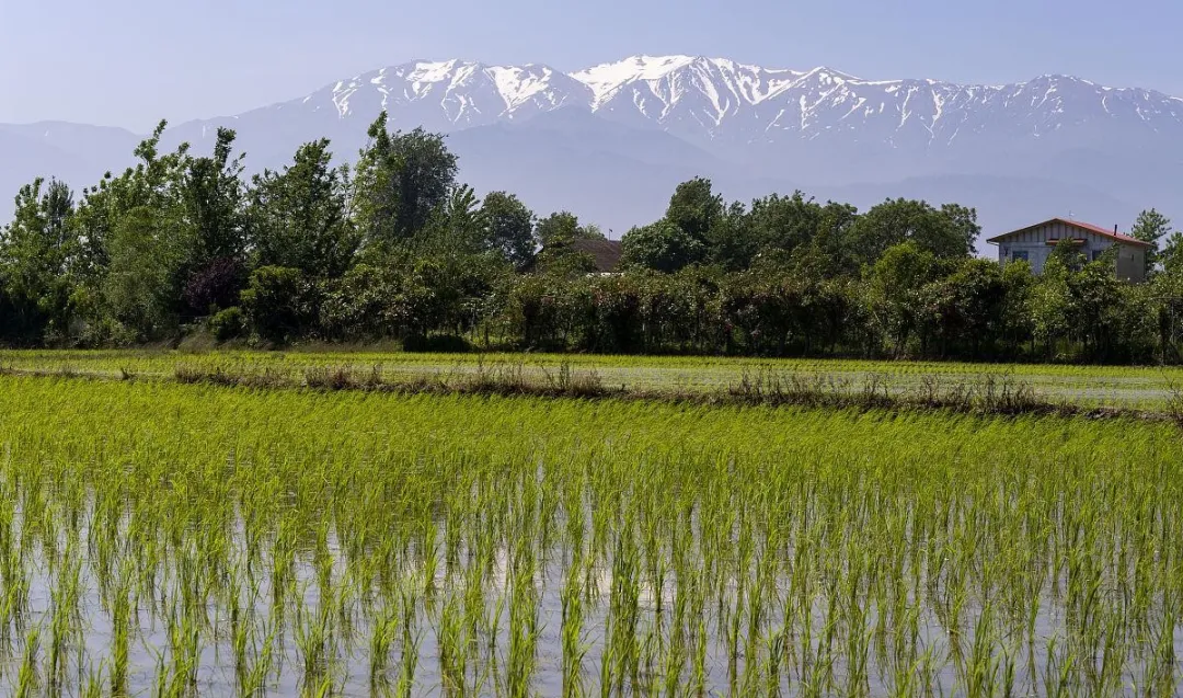 最近,一场更激烈的绞杀战,报复要来了 最近,一场更激烈的绞杀战,报复要来了