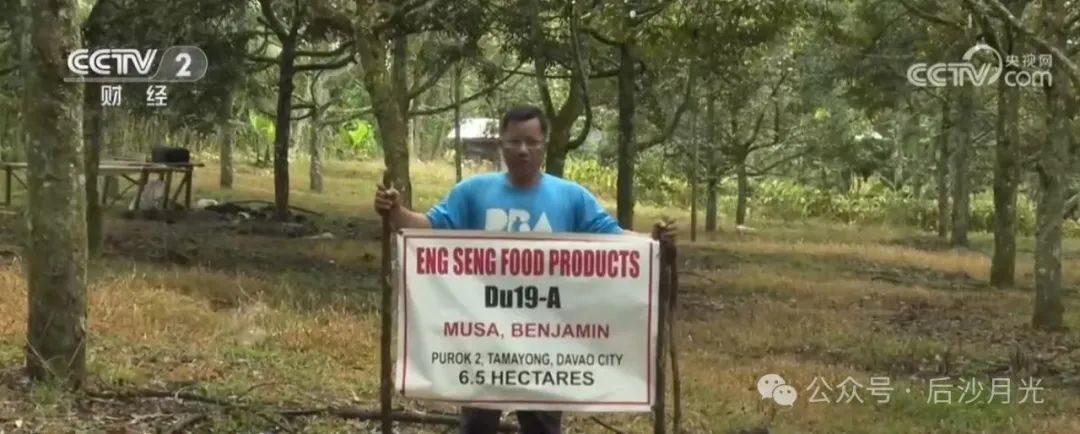 菲律宾流下了悔恨的泪水:榴莲滞销! 菲律宾流下了悔恨的泪水:榴莲滞销!