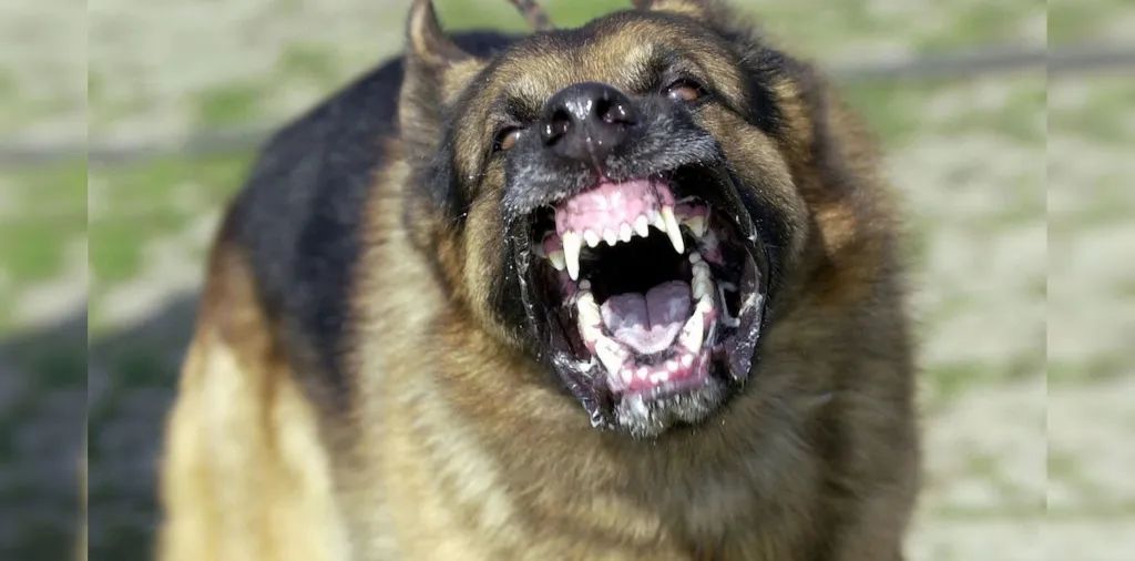 咬过人的狗是不能留的 咬过人的狗是不能留的