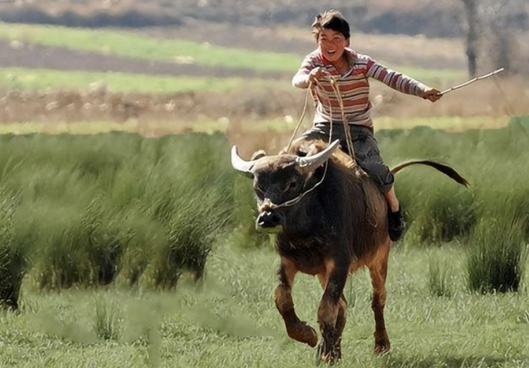 中国有没有汽车文化?新能源有没有驾驶乐趣? 中国有没有汽车文化?新能源有没有驾驶乐趣?