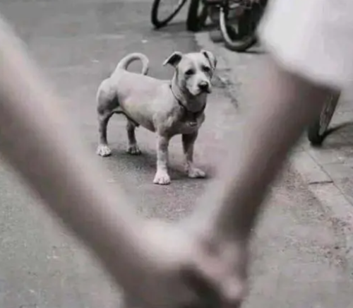 消失的3个月,胡锡进的秘密! 消失的3个月,胡锡进的秘密!