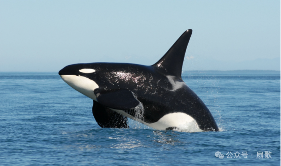 虎鲸无人舰出击--海峡突击的先锋 虎鲸无人舰出击--海峡突击的先锋