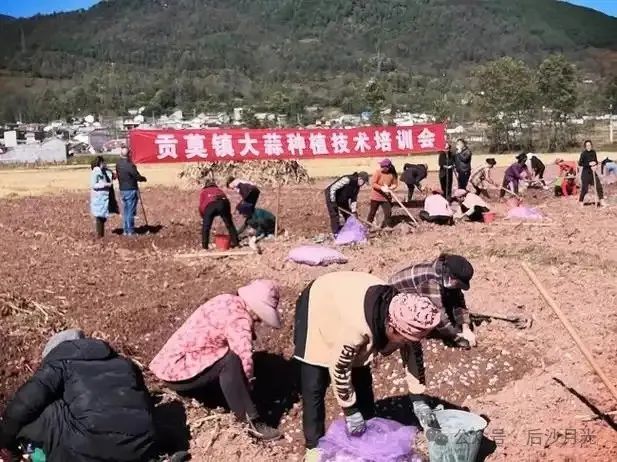 严肃点,不要笑,中国大蒜为何会威胁美国安全? 严肃点,不要笑,中国大蒜为何会威胁美国安全?