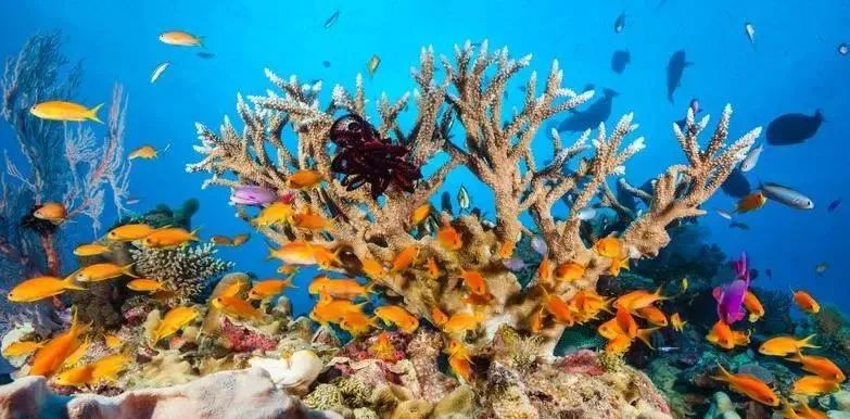 越南:之前的努力全白费,10平方公里的牛轭礁,已被中国渔民实控 越南:之前的努力全白费,10平方公里的牛轭礁,已被中国渔民实控