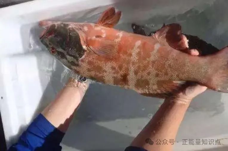 日本福岛核泄漏有多可怕?看这些变异的生物就懂了,千奇百怪 日本福岛核泄漏有多可怕?看这些变异的生物就懂了,千奇百怪