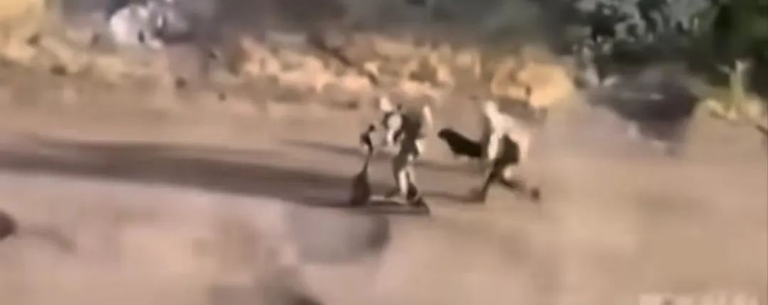 这种情况不敢问,只能看 这种情况不敢问,只能看