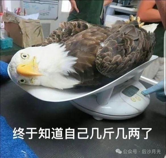 耿爽今天把话挑明了!当面戳穿美国谎言 耿爽今天把话挑明了!当面戳穿美国谎言