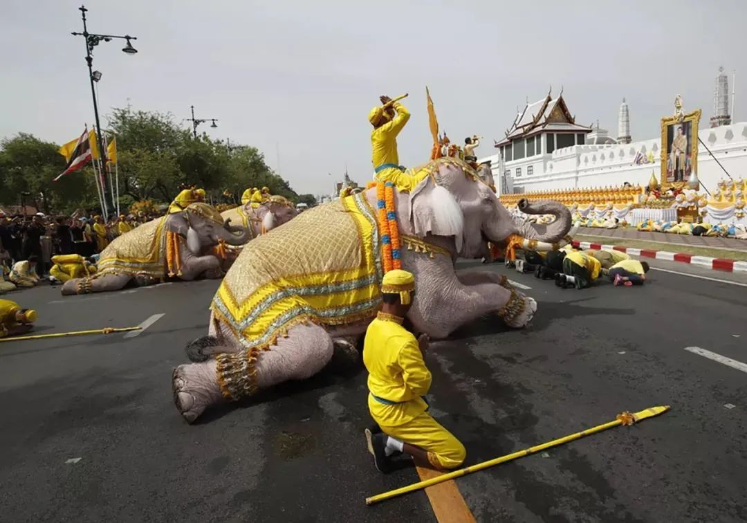黑吃黑,殖人被割韭菜 黑吃黑,殖人被割韭菜