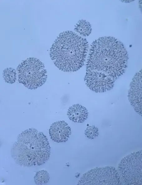 老美苦心经营的科技神话，又被龙国戳破了