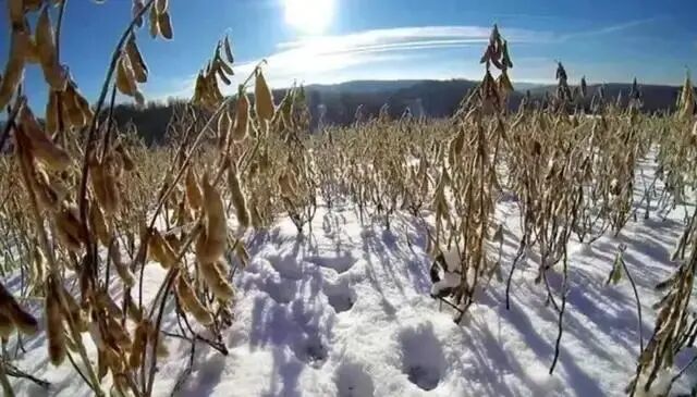 “改豆种麻”,美国众多难题将迎刃而解