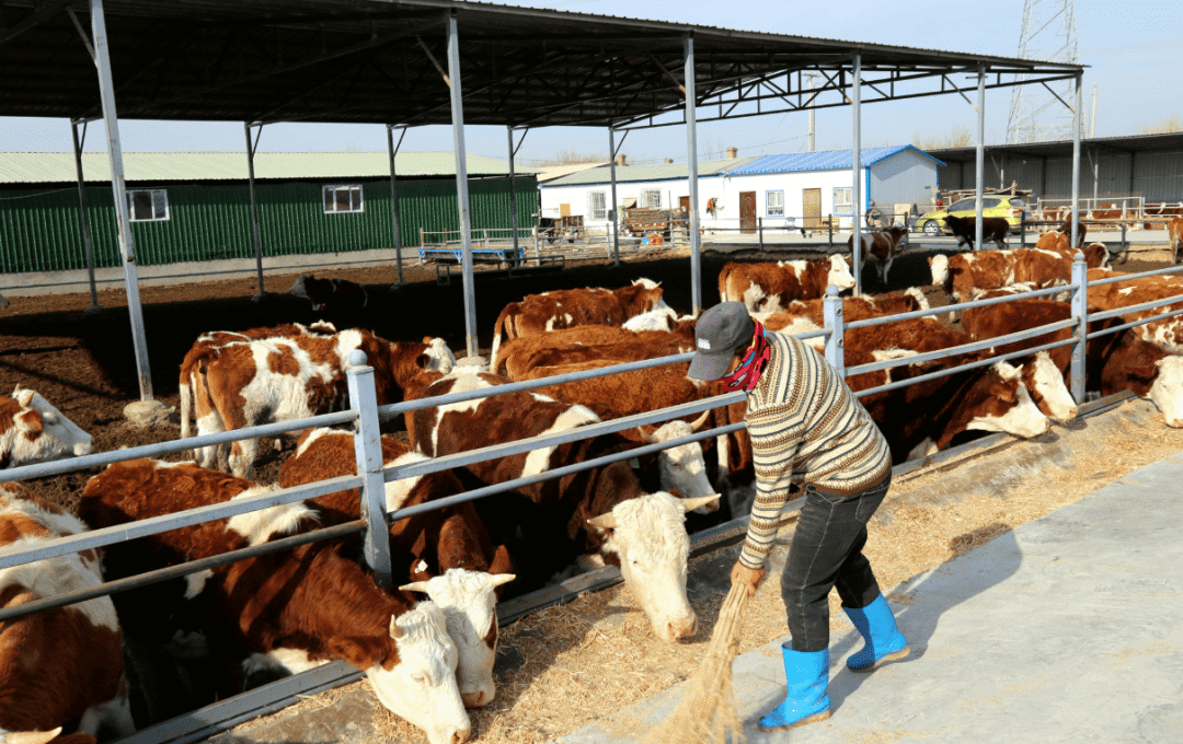 肉牛养殖技术和方法,肉牛养殖多久出栏?如何提高肉牛养殖效益?_搜狐网