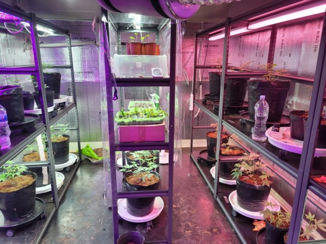 韩国禁毒失败启示录：扫毒不彻底，等于彻底不扫毒