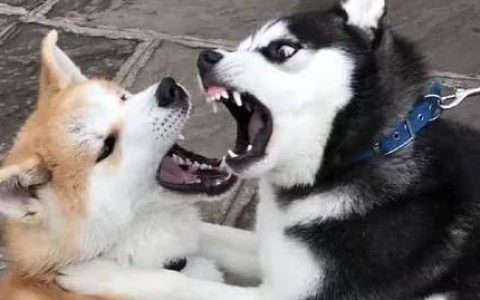 公知互撕，润人大乱战