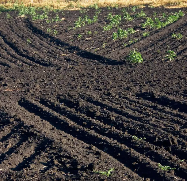 国家1号文件连蚯蚓都保护了，粮食安全问题到底多严峻？