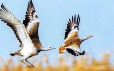 匈牙利——一只特立独行的欧洲“大鸨鸟”