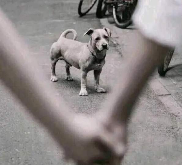 随笔 | 中国赢了，最愤怒的不是美国日本，而是它们！