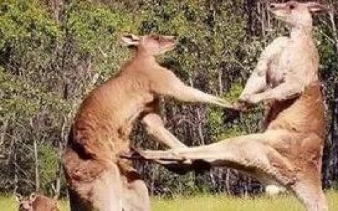 危险！“拳击袋鼠”跳入了美国埋下的“四个雷区”