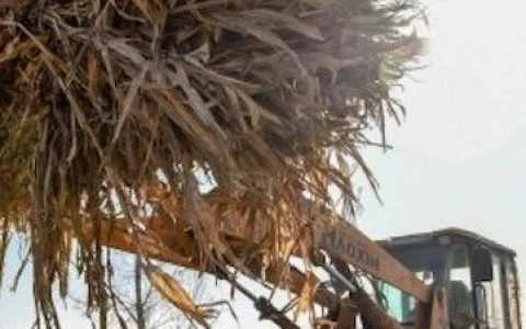 小麦大面积枯黄、死苗，秸秆还田是否该“打板子”？