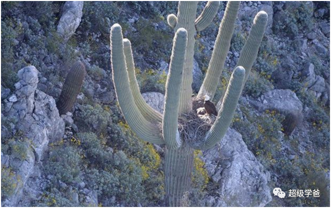 中美比拼，与中华民族的传统技能——熬鹰
