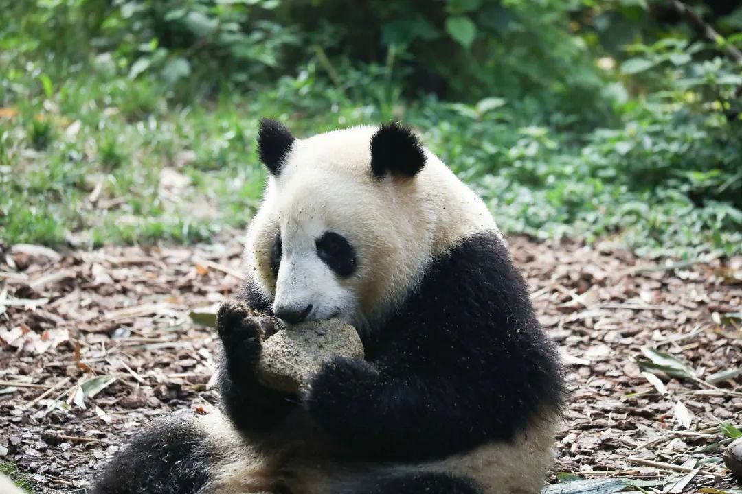 普通熊猫花花，是如何成为顶流的？