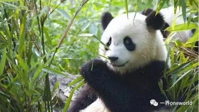 一只熊猫，何以如此引发关注？