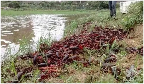 夏天到了，马云也想回来吃龙虾了