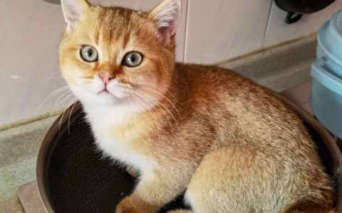 伊朗沙特恢复外交，硅谷银行彻底崩盘