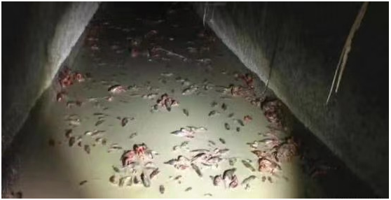 夏天到了，马云也想回来吃龙虾了