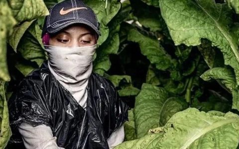 换汤不换药，美国非法童工积重难返