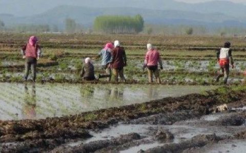 底层农民如何反抗农业资本的“入侵”