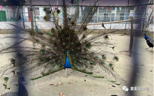 一个八旬老人和他年迈的动物园