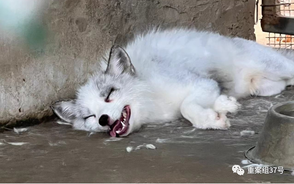 一个八旬老人和他年迈的动物园