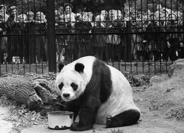 丫丫即将回国：国宝熊猫，在如何改变世界？