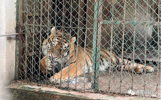 一个八旬老人和他年迈的动物园