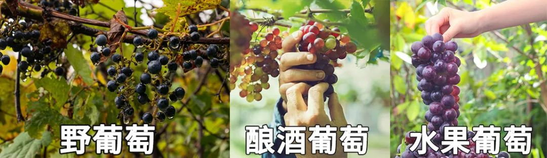 妲己为什么总喂纣王吃葡萄