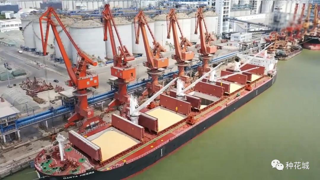 巴西南非玉米相继来华，显示出2个信号！