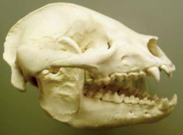 大熊猫为什么离不开竹子？