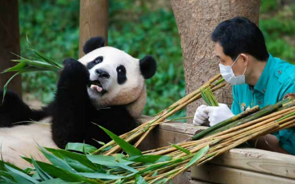 大熊猫为什么离不开竹子？