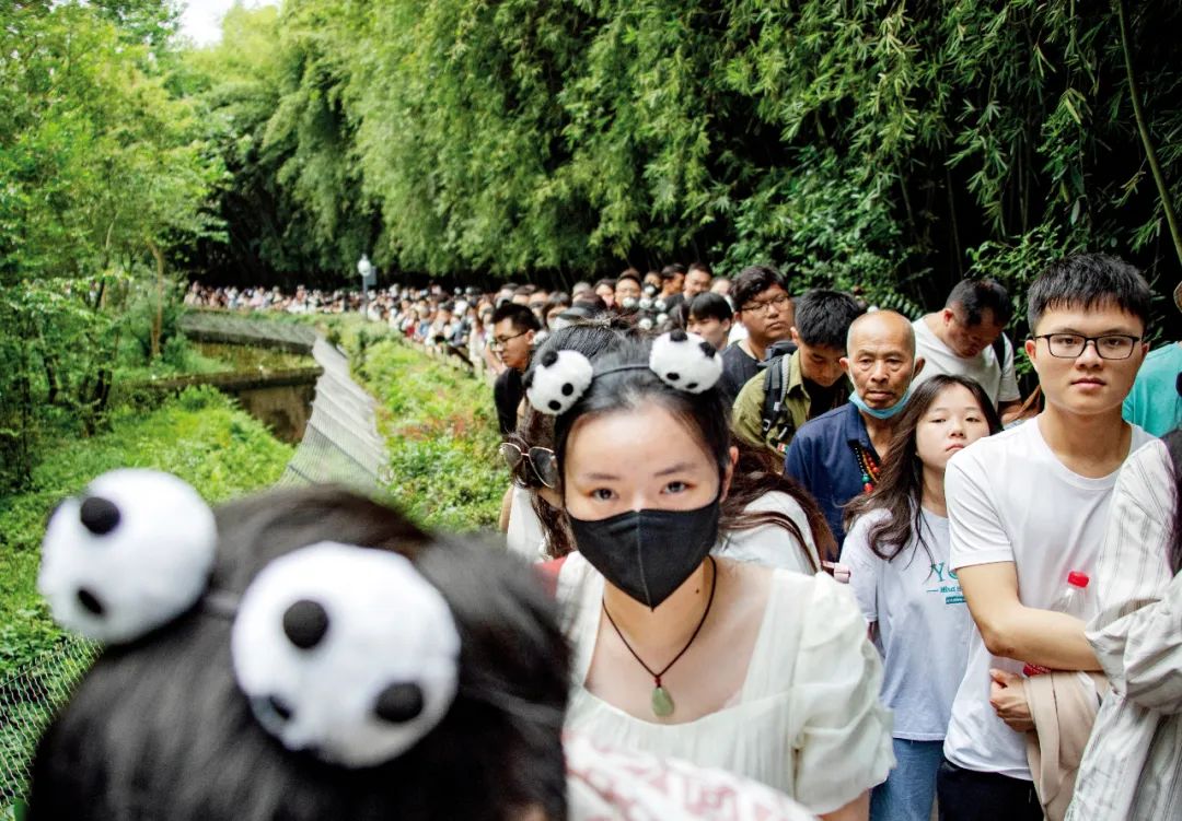 熊猫“饭圈化” 边界在哪里？