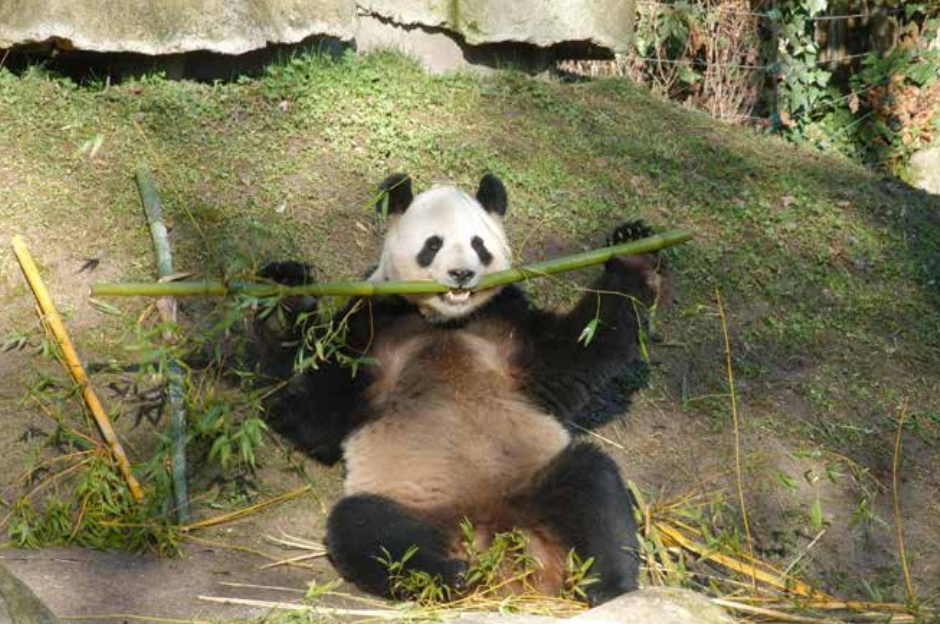 大熊猫为什么离不开竹子？