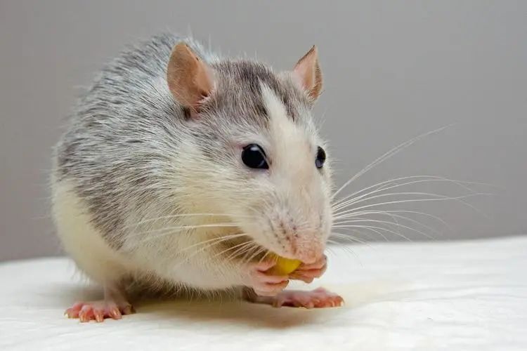 巴黎鼠患成灾，市长宣布用老鼠共存