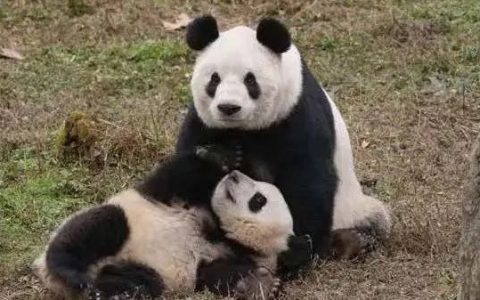 大熊猫这么萌，天生的吗？