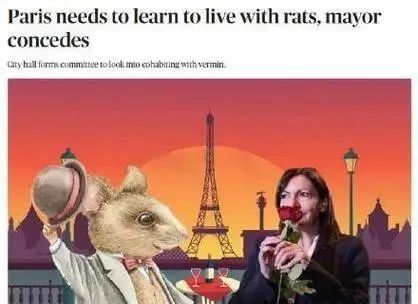 巴黎鼠患成灾，市长宣布用老鼠共存
