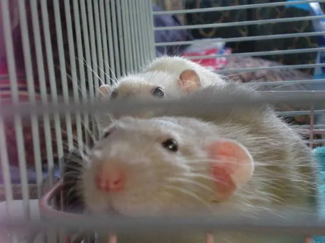 巴黎鼠患成灾，市长宣布用老鼠共存