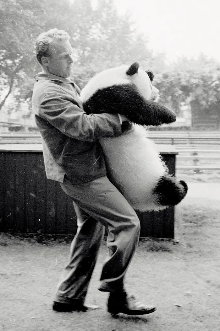 揭秘熊猫外交：“了不起的大使”曾吓坏“纸老虎”