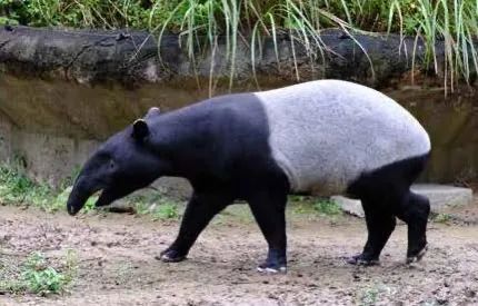 吃竹子的大熊猫，为何还叫“食铁兽”?