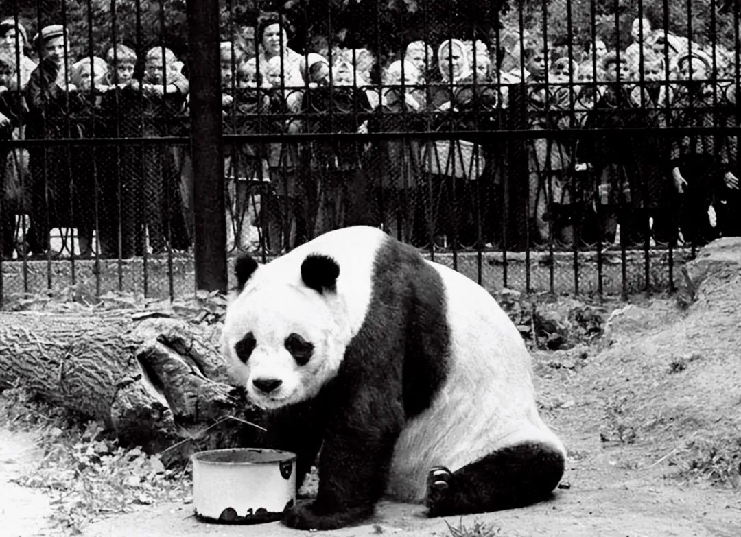 揭秘熊猫外交：“了不起的大使”曾吓坏“纸老虎”