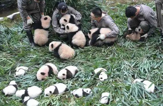 大熊猫这么萌，天生的吗？