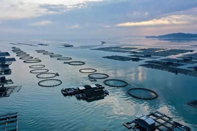 没有养不活的鱼！国产水产如何“制霸全球”？